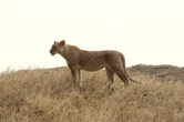 African lion female in Tanzania