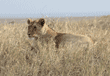 African lion female in Tanzania