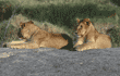 African lion cubs in Tanzania