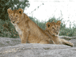 African lion cubs in Tanzania
