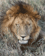 African lion male in Tanzania