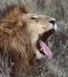 African lion male in Tanzania