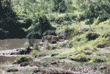 African lion drinking from pond