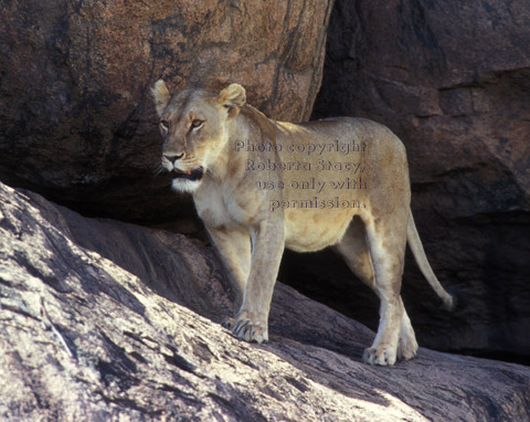 African lion standing on rock Tanzania (East Africa)