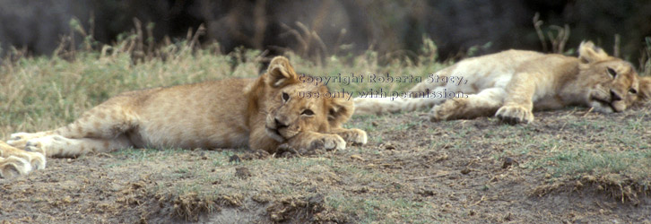 African lion cubs resting