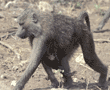 olive baboon with baby Tanzania East Africa