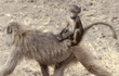 olive baboon baby riding on adult's back Tanzania
