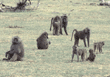 olive baboons Tanzania (East Africa)