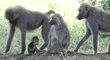 baboons & baby in Tanzania