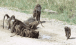 baboons drinking in Tanzania