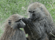 one olive baboon grooming another baboon