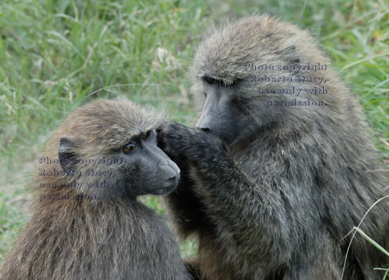 one olive baboon grooming another baboon