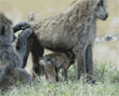 one olive baboon grooming another