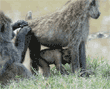 one olive baboon being groomed by another