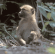 yellow baboon Tanzania (East Africa)