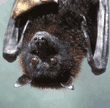 Malayan fruit bat
