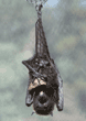 Malayan fruit bat