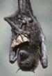 Malayan fruit bat