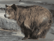 grizzly bear