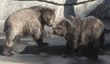 grizzly bear