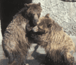 grizzly bear
