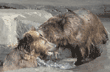 grizzly bear