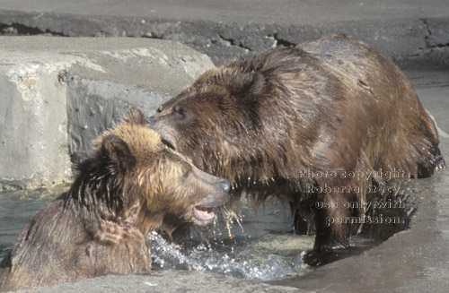 grizzly bears