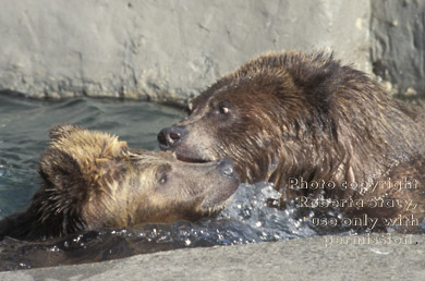 grizzly bears