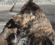 grizzly bear