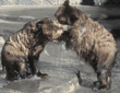 grizzly bear