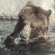 grizzly bear