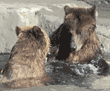 grizzly bear