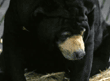 Malayan sun bear