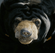 Malayan sun bear