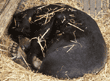 Malayan sun bear