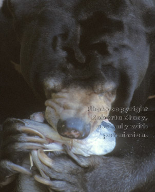 Malayan sun bear