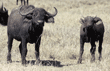 cape buffalo adult and calf