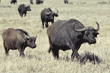 cape buffalo adults and calf