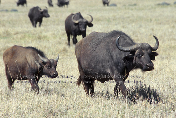 cape buffalo adults and calf
