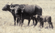 cape buffalo adults and calf