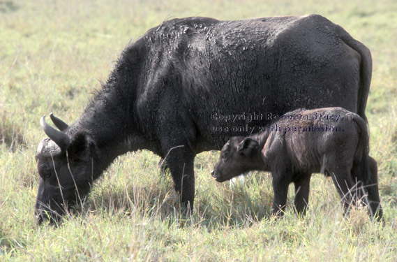 cape buffalo mother with calf