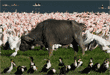 grazing cape buffalo surrounded by birds