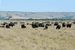 cape buffalo herd