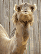 Arabian camel