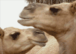 Arabian camels