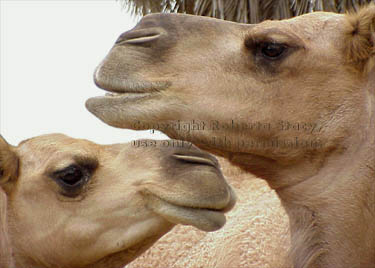 Arabian camels