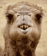 Arabian camel