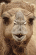 Arabian camel