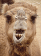 Arabian camel