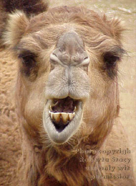 Arabian camel
